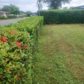 Bush Trimming by Marroquín Landscaping LLC reviewed on August 16, 2024