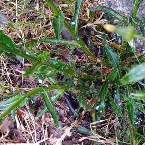 Weeding by Top Landscape Maintenance LLC reviewed on April 28, 2025