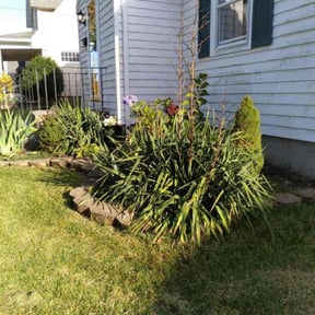 Bush Trimming by Lowcountry yard maintaince reviewed on March 4, 2022