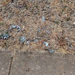 Weeding by Clippin Ur grass landscaping reviewed on October 30, 2024