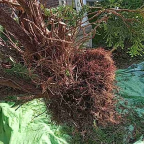 Bush Trimming by Lie=less llc reviewed on July 4, 2025