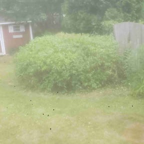 Bush Trimming by VERTEXX reviewed on June 4, 2022