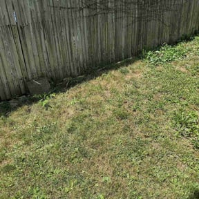 Bush Trimming by Bearnson Lawn And Maintenance reviewed on June 24, 2022
