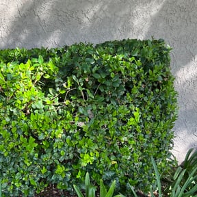 Bush Trimming by Sbm reviewed on December 17, 2024