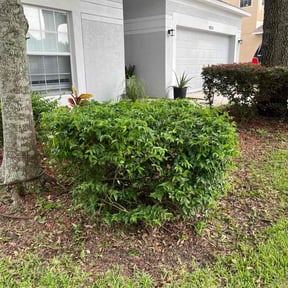 Bush Trimming by Efrain Marrero reviewed on July 14, 2022