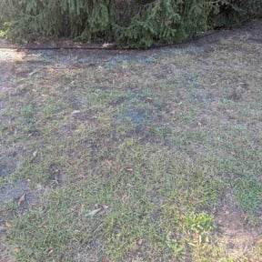 Lawn Seeding by Old Skool Outdoorz, LLC reviewed on July 28, 2022