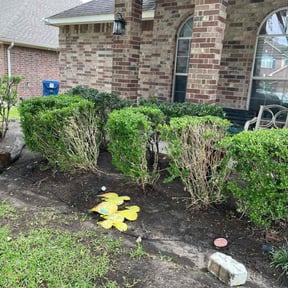 Bush Trimming by Emerald Lawns reviewed on March 5, 2025