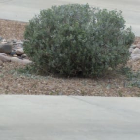 Bush Trimming by ROBIN HOODS GRASS & LANDSCAPING LLC reviewed on July 14, 2022