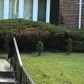 Bush Trimming by Val reviewed on October 21, 2021