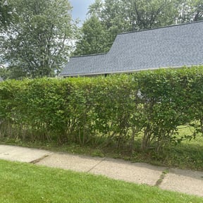 Bush Trimming by Trill Landscaping reviewed on October 8, 2021