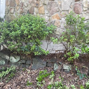 Bush Trimming by Terrell lawn care reviewed on August 11, 2024