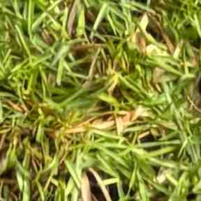 Weeding by Turnerz Does it All reviewed on June 26, 2025