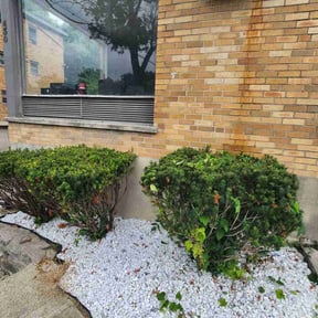 Bush Trimming by Mr.D’s Landscaping & Tree Service reviewed on October 5, 2022