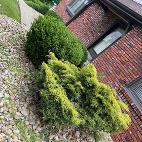 Bush Trimming by Life Source Lawn Care and Property Services reviewed on August 8, 2022