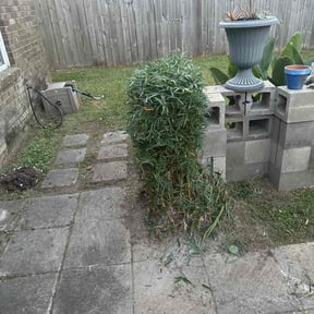 Bush Trimming by Tony’s Lawn Care reviewed on October 3, 2021