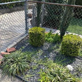 Bush Trimming by Stephenson's Landscaping reviewed on August 9, 2022