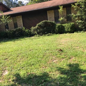 Bush Trimming by Cari lawn care reviewed on November 3, 2021