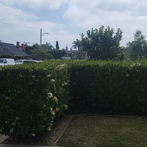 Bush Trimming by Land Elements inc reviewed on July 19, 2022