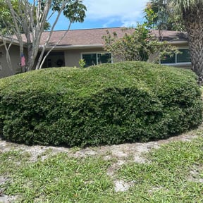 Bush Trimming by Bobby's lawncare reviewed on June 29, 2022