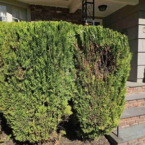 Bush Trimming by Destiny Lawn Care reviewed on June 10, 2022