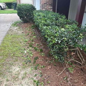 Bush Trimming by Jae The Gardener reviewed on October 7, 2022