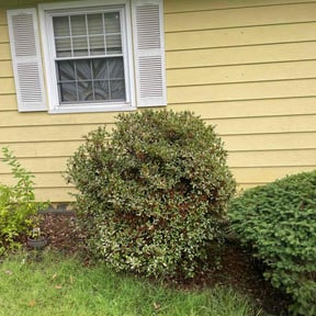 Bush Trimming by farsight services reviewed on October 27, 2022