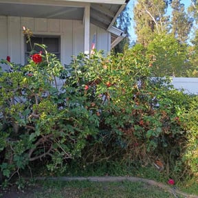 Bush Trimming by T &O Landscape Service LLC reviewed on August 4, 2022