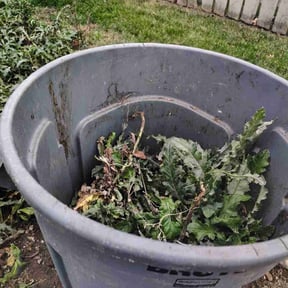 Weeding by Katos lawn service reviewed on June 28, 2022