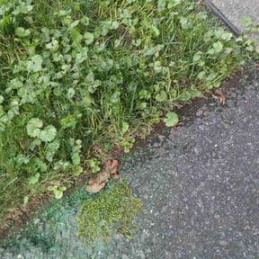 Weeding by FRL Landscaping reviewed on October 24, 2024