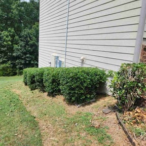 Bush Trimming by ULO KNW CLEAN CLEANING SERVICE LLC. reviewed on October 27, 2024