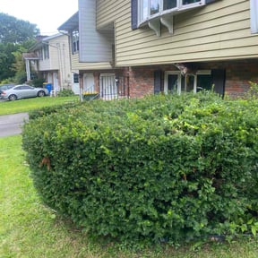Bush Trimming by GreenMan Lawns reviewed on April 25, 2022