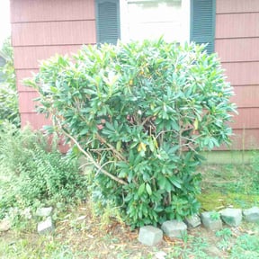 Bush Trimming by CM Bush's Lawncare reviewed on June 28, 2022
