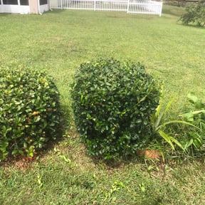 Bush Trimming by BERT'S reviewed on July 17, 2022