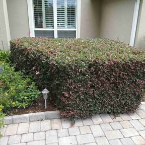 Bush Trimming by J&S home services reviewed on August 1, 2025