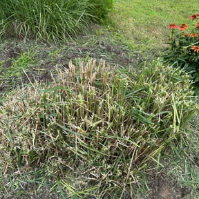 Bush Trimming by NEW CREATION LAWN PROFESSIONALS reviewed on April 13, 2022