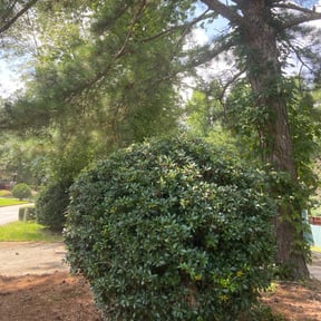 Bush Trimming by Towery's Lawn Care reviewed on April 20, 2022