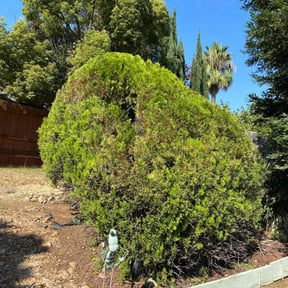 Bush Trimming by Cutter's reviewed on May 5, 2022