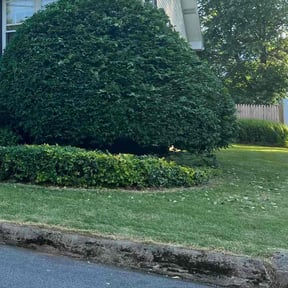 Bush Trimming by MDP SERVICES LLC reviewed on July 22, 2022