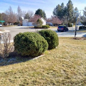 Bush Trimming by Kāäs lawn care reviewed on June 11, 2022