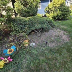 Bush Trimming by Wemow-Austin reviewed on April 28, 2022