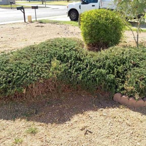 Bush Trimming by Terrence Wilburn ( TW Enterprise) reviewed on June 10, 2022