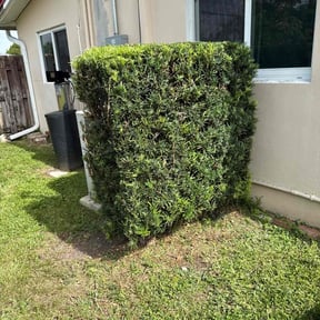 Bush Trimming by All Lawn Services reviewed on February 24, 2025