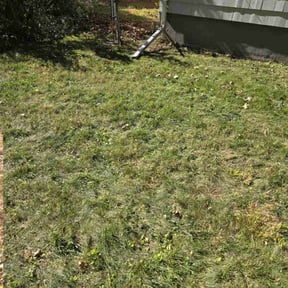 Leaf Removal by Lucky Lawn reviewed on December 23, 2021