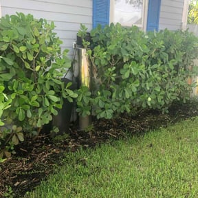 Leaf Removal by LSLTDallas/FortWorthTruGreen reviewed on June 4, 2025