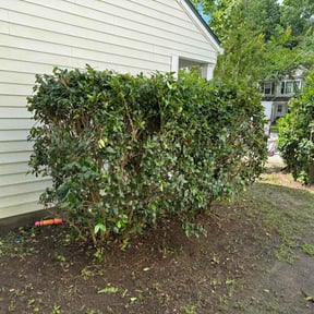 Bush Trimming by Herrera Lawn Maintenance reviewed on May 3, 2022
