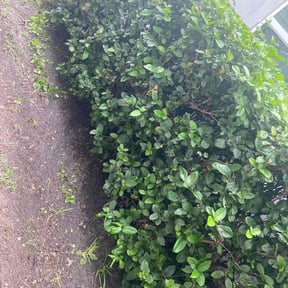 Cleanups by Sunnyside of Hillsborough reviewed on May 21, 2022