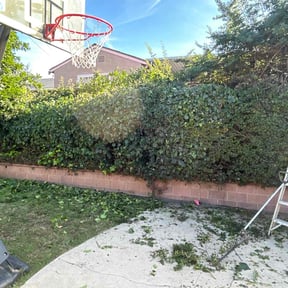 Bush Trimming by LV Lawn Care reviewed on July 9, 2022