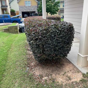 Bush Trimming by Maddox Turf Pros LLC reviewed on July 5, 2022