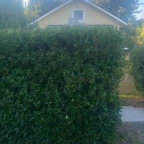 Bush Trimming by Joseph Fullner reviewed on October 7, 2022