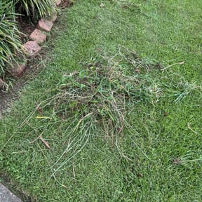 Flower Bed Weeding by LSLTDallas/FortWorthTruGreen reviewed on September 15, 2023
